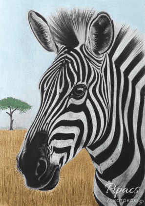 Ellentétek, színek, zebra